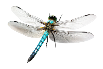 Top side closeup macro view of beautiful dragonfly isolated on white background PNG