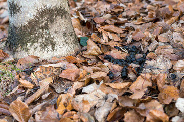 Roe Deer Droppings in a Italy Forest on a Background with dry Leaves. Fresh Manure of European Roe...