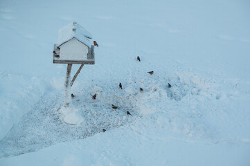 Birds eating seeds in garden with bird feeder