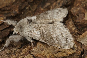 Closeup on the Pale Tussock moth, Calliteara pudibunda, sitting on wood in the garden