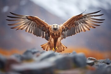 golden eagle with spread wings in mountain pass - obrazy, fototapety, plakaty