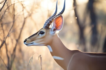 backlit impala with sunrays through ears - obrazy, fototapety, plakaty