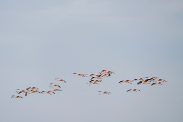 Chilean flamingos are looking for food on the Argentina coast. Flock of flamingos in the ocean. Pink bird with long neck. 