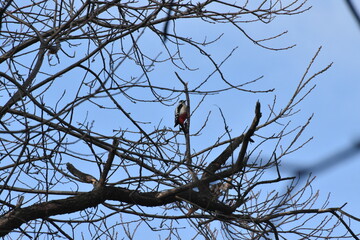 Picchio rosso maggiore