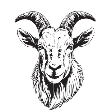 Farm goat face hand drawn sketch Vector illustration animals