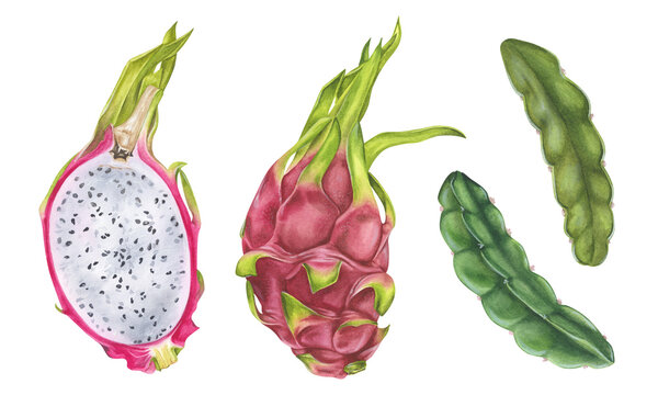 Dragon Fruit Set. Watercolor botanical illustration. Hand drawn on isolated white background. Painting of tropical exotic food. Drawing of pitaya with leaves