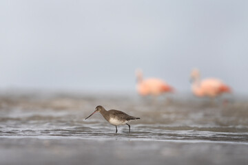 Black tailed godwit on Argentina's coast. Limosa limosa is looking for food on the beach. Brown bird with white belly and long beak.