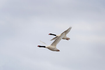Flock of black necked swan in Argentina's coast. Swans are stay near Atlantic ocean. White big bird with black neck and red head. 