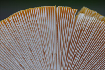 Gills of fly agaric mushroom. Amanita muscaria underside macro