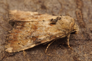 Closeup on a Slender brindle, Apamea scolopacina, sitting on a piece of wood in the garden