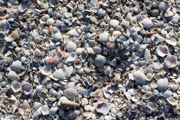 Natural background of broken seashells on beach