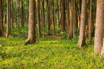 Fototapeta premium Trees in the forest at sunset, closeup of photo.