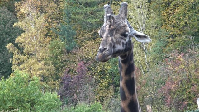 Head of a giraffe close-up against the autumn trees (giraffa camelopardalis)