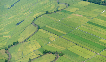 Aerial view of rice field