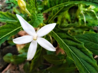  beautiful white flowers on the side of the road