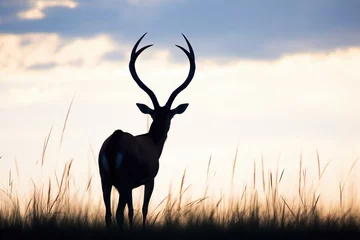 Foto op Plexiglas sable antelope standing in open savanna, horns silhouetted against sky © primopiano