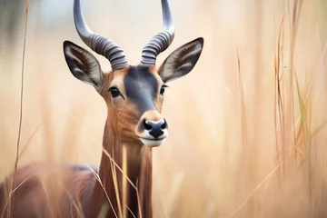 Draagtas close-up of a sable antelope standing in savannah grass © primopiano