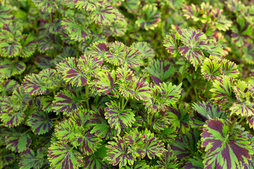 Painted nettle plant in the garden