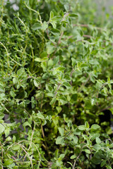 Obraz premium Fresh herbs in the garden