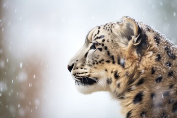 Naklejka premium profile of a snow leopard in a blizzard
