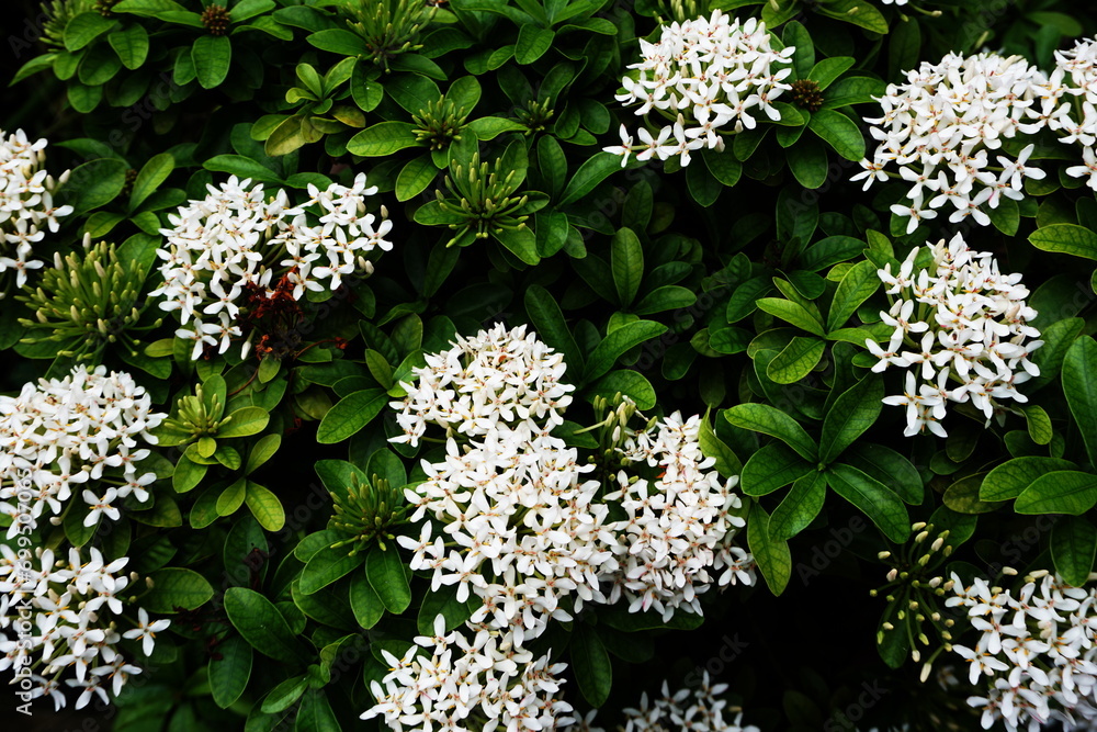 Canvas Prints Close up of white spike flower bouquet on nature background