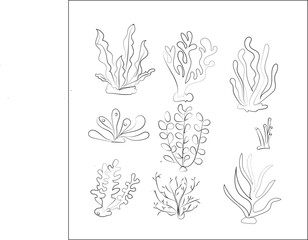  Underwater seaweed plants.algae, sea grass