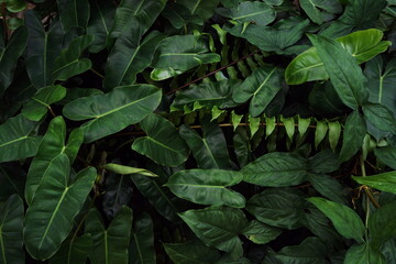 Abstract green tropical leaves nature background - obrazy, fototapety, plakaty