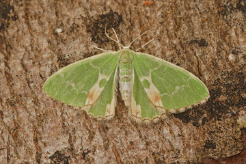 Closeup on the green Blotched emerald geometer moth, Comibaena bajularia, with spread wings