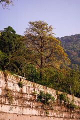 almond tree in hill side 
