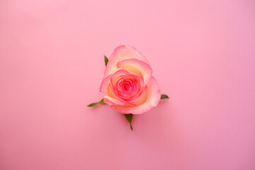 Beautiful pink rose on pink background. Flower background for Wedding day, Birthday, Valentine's...