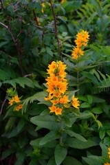 Spikes of yellow loosestrife flowers (Lysimachia) growing in the garden