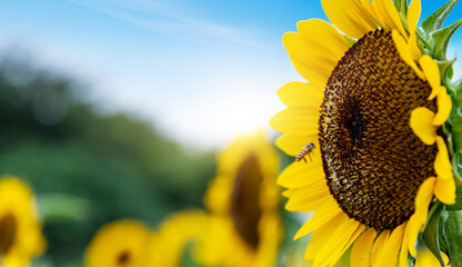 Honey bee working on sunflower - obrazy, fototapety, plakaty