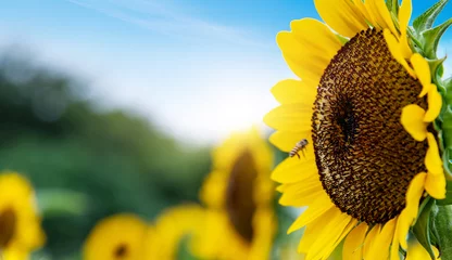 Foto op Canvas Honey bee working on sunflower © xy