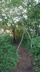 숲 속의 나무들