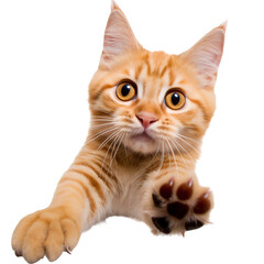 Obraz premium Orange tabby cat close-up, reaching with its paw isolated on transparent background