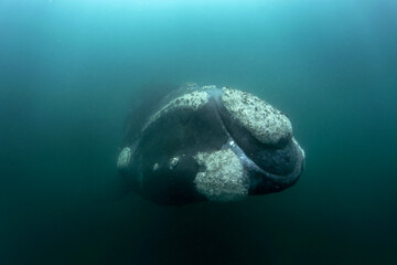 Southern right whale near the surface in Argentina. Right whale around Valdés peninsula. Rare...