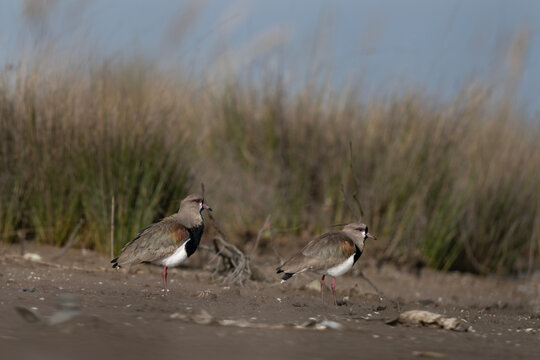 Southern lapwing is looking for food in the swamp. Vanellus chilensis on the mude near the river. Lapwing in Argentina.
