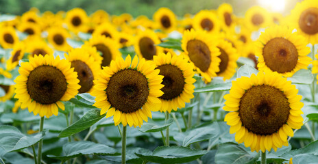 Background of beautiful sunflowers field