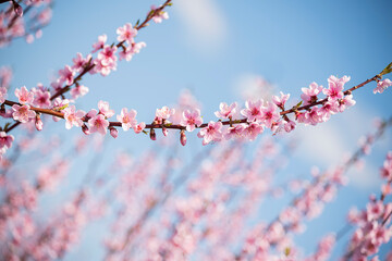 Lush blooming of delicate pink presika flowers in the garden against the blue sky. sunny bright spring day.
