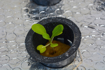 Close up of plants in a net pot in a hydroponic installation above a fish pond