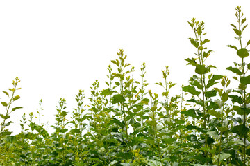 Fresh green leaves of mulberry tree in the garden