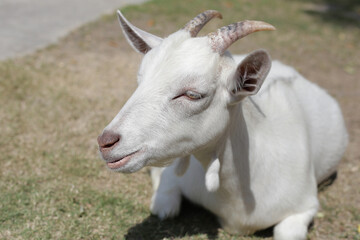 Obraz na płótnie Canvas A white goat in farm