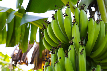 A bunch of green bananas on tree