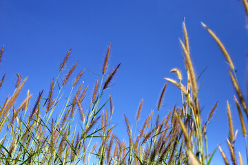 Grass flowers with blue sky
