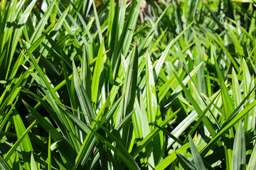 Pandan plant leaves in the garden