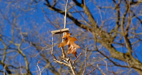 No, please leaf, don’t leave. Maple leave hanged by old vintage laundry hook on the dry branch