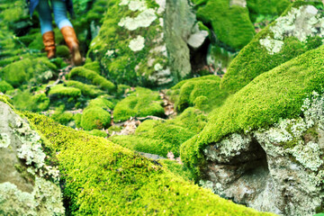 Mossy large rocks in the forest