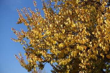 Unclouded blue sky and autumnal foliage of apricot tree in October