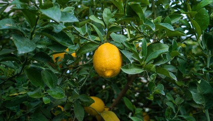 Ripe Lemon hanging on tree