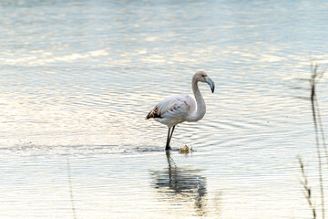 Beautiful portrait of a flamingo walks through the Albufera marsh with its pink and yellow tones, looking for something to eat in Valencia, Spain, Europe